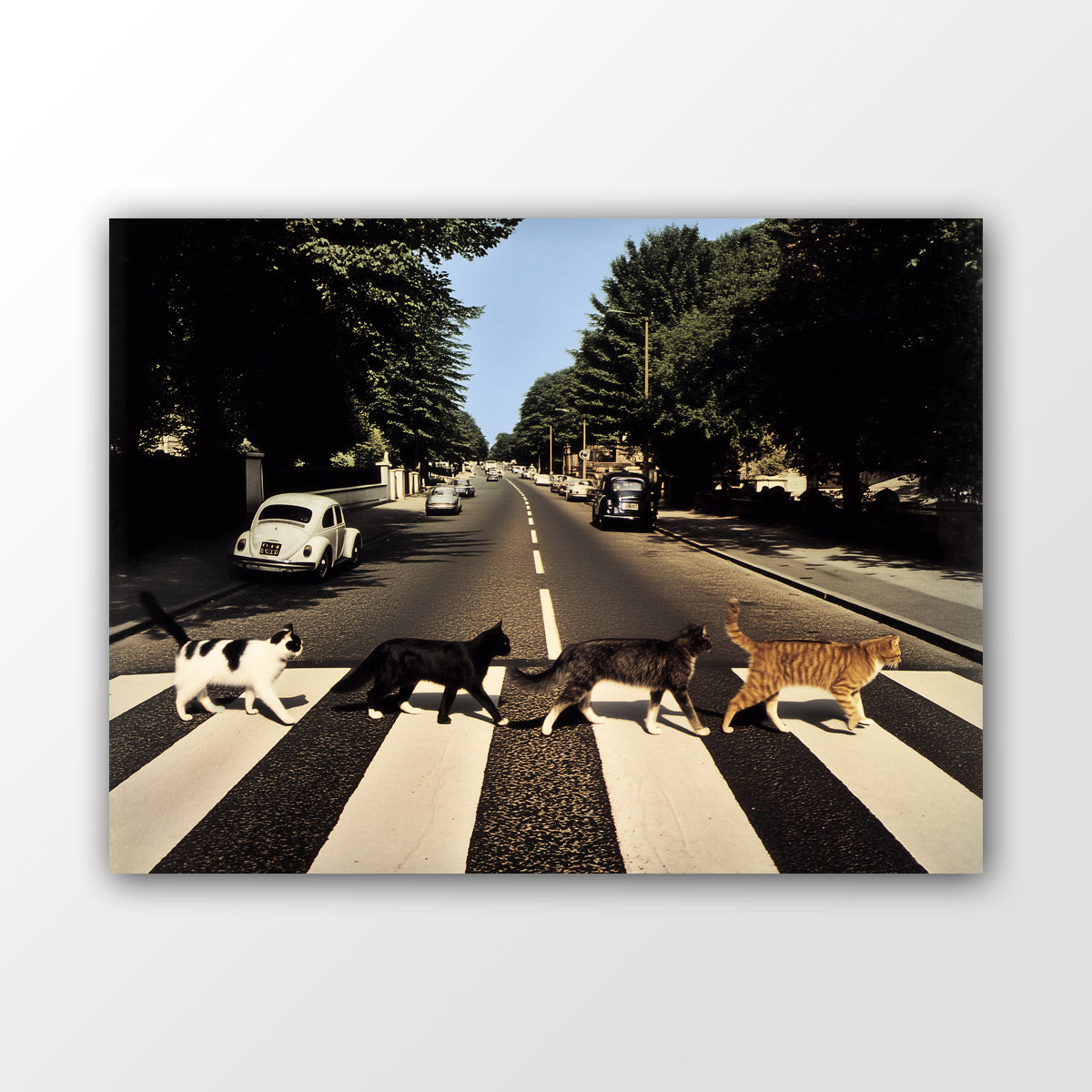 Abbey Road Cats Wandbild